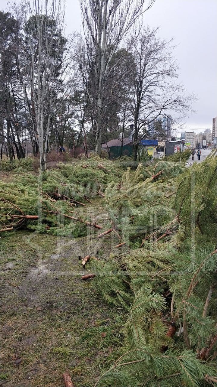 В Киеве продавцы оставили гору нераспроданных дорогущих елок просто на улице (фото)